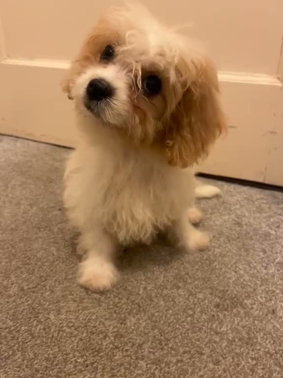 Cavachon dogs for sale: 🐾💕 LAST 2 GIRLS REMAINING! 💕🐾 REDUCED - Video 1