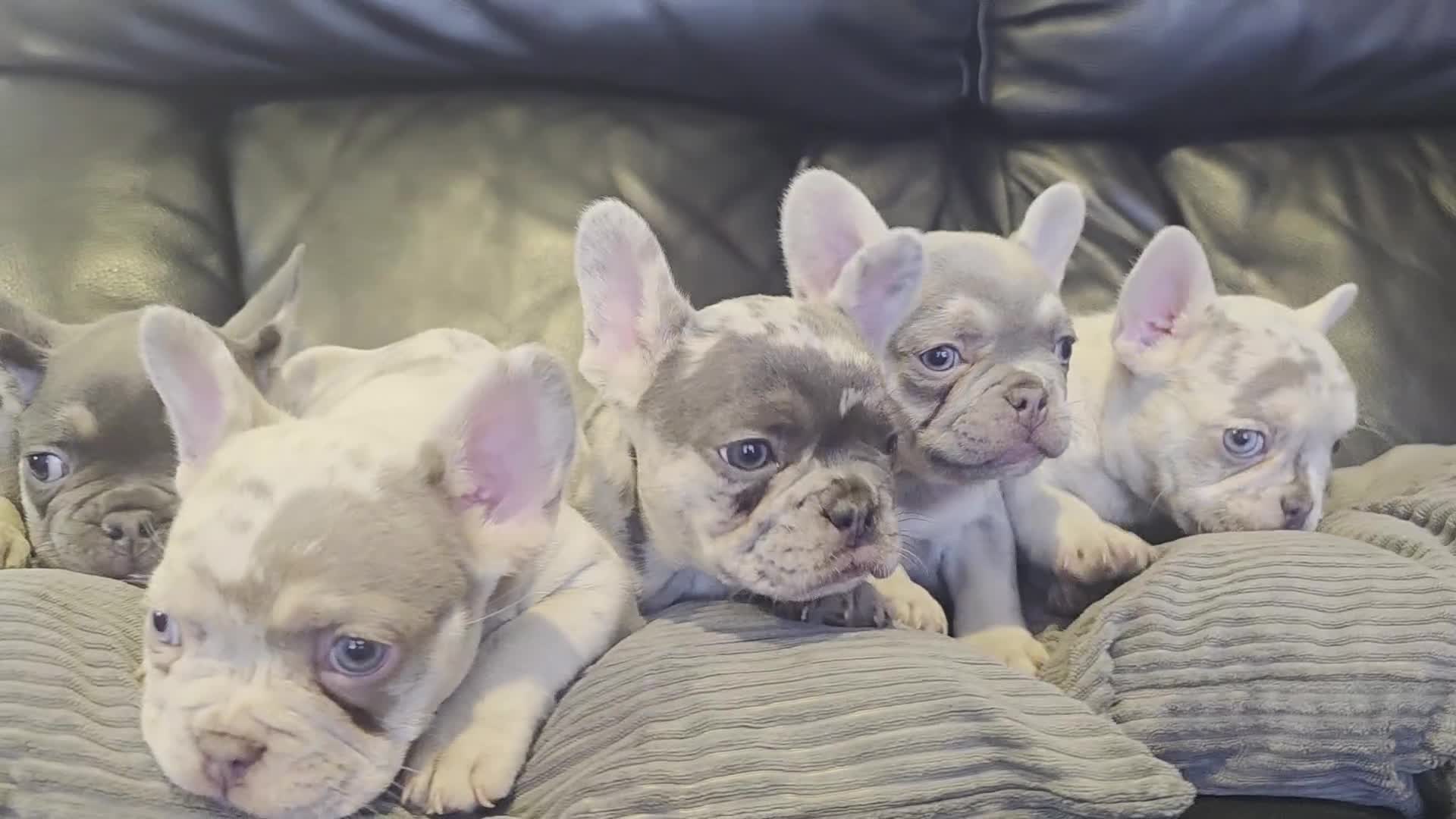 French Bulldog dogs for sale: 🐾 Stunning Pups Only 2 left  🐾 - Video 2