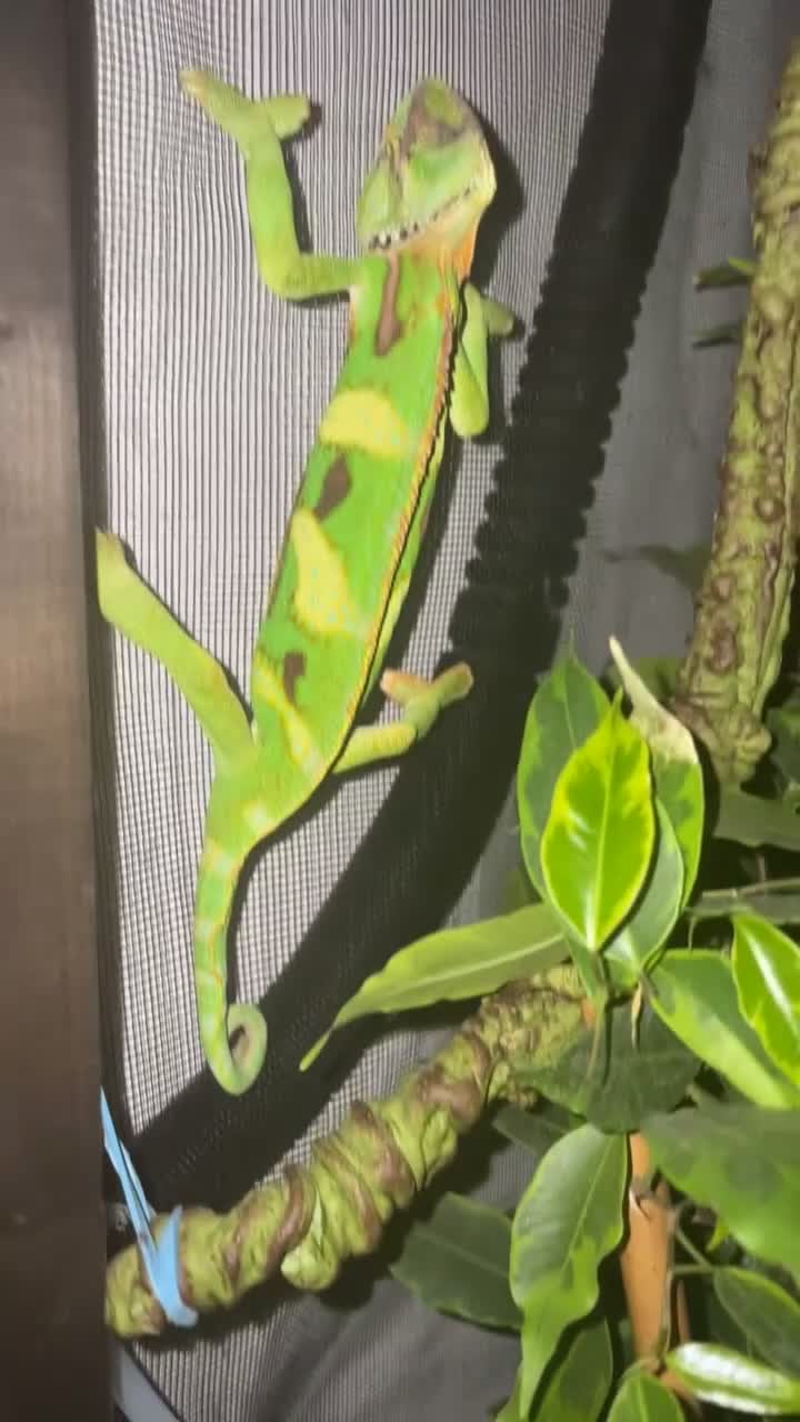 Chameleon reptiles for sale: Male Yemen Veiled Chameleon - Video 1