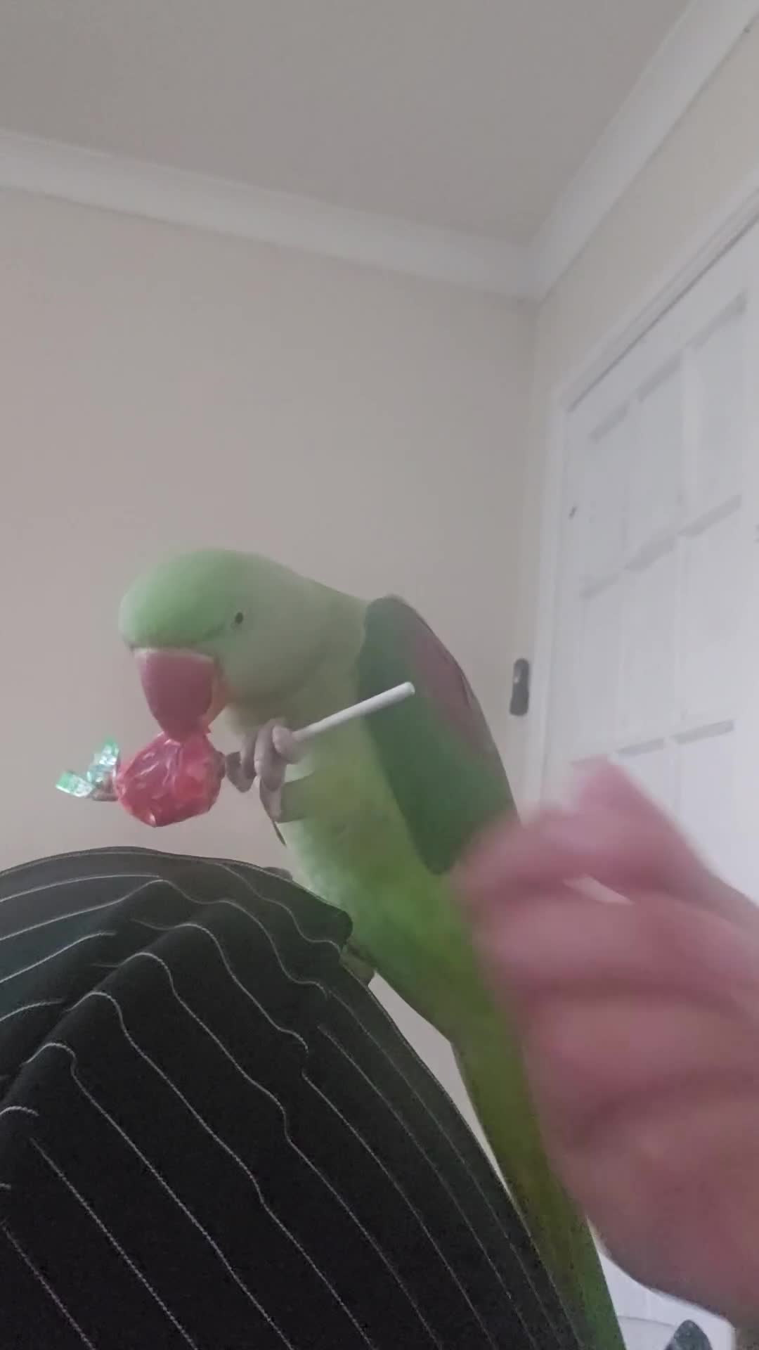 Parrots birds for sale: Beautiful Alexandrine Parrot for sale  - Video 1