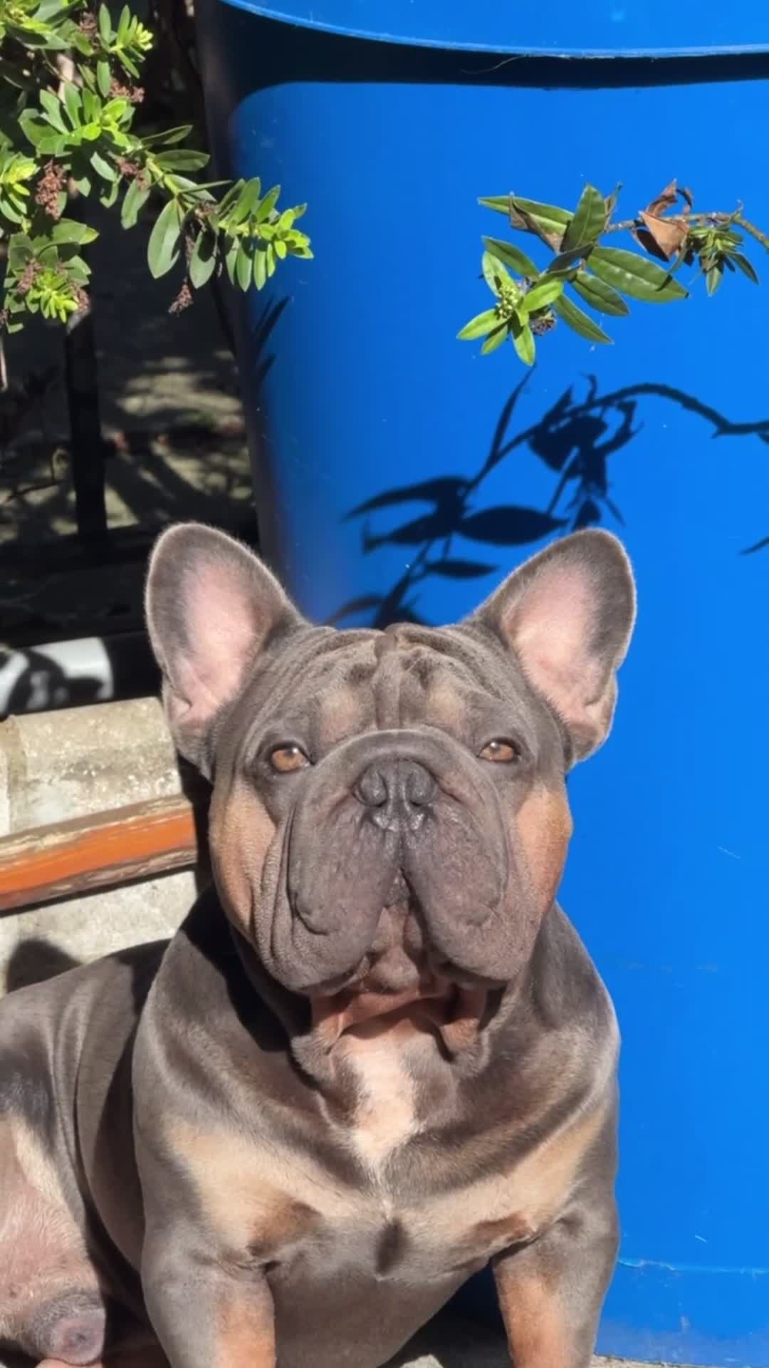 French Bulldog dogs for sale: Ready to go! Top quality French bulldogs  - Video 2