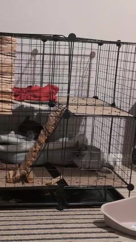 Chinchilla rodents for sale: 1 Male 1 female Chinchilla - Video 3