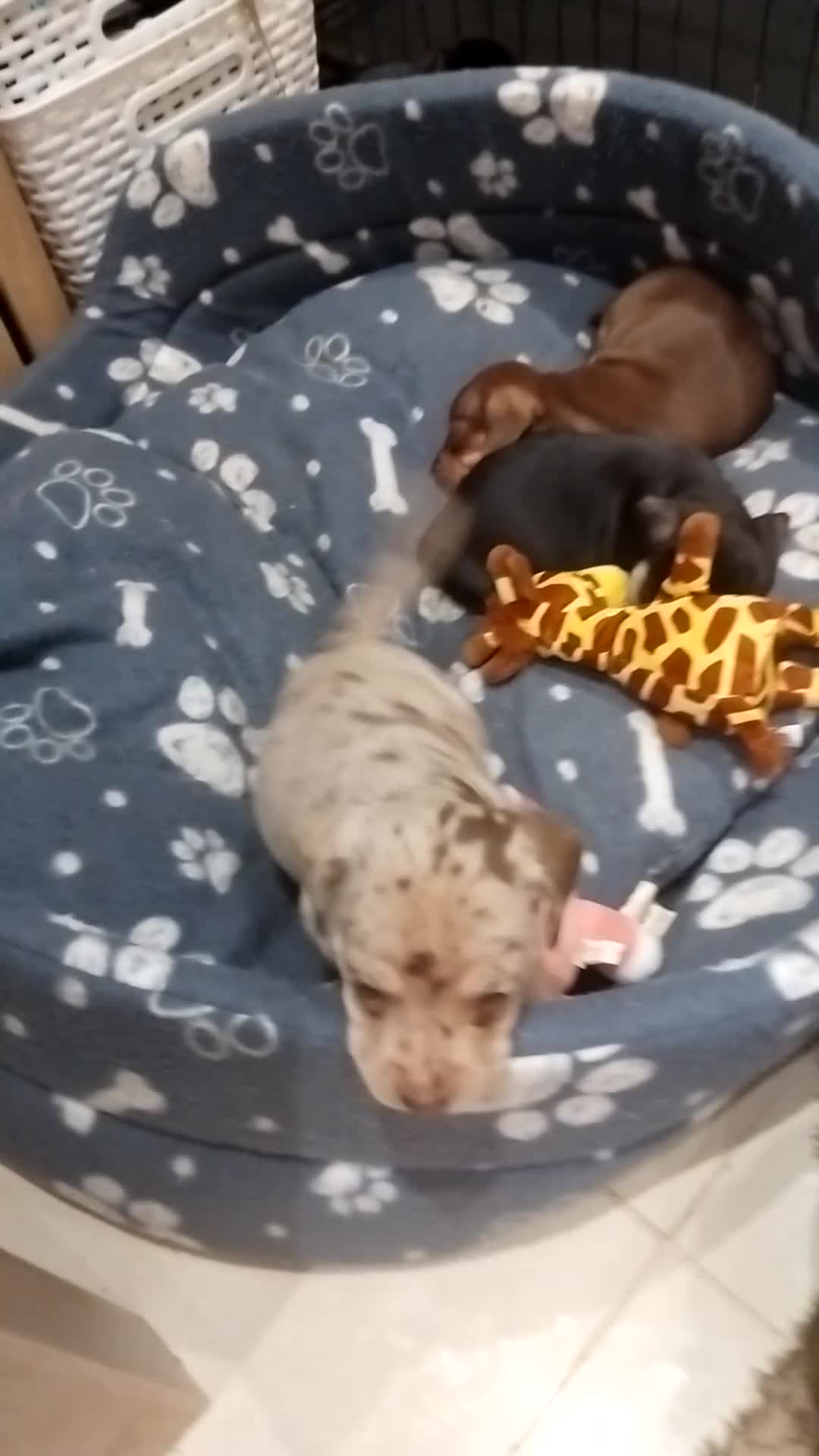 Mixed Breed dogs for sale: French Bull Weiners  - Video 1