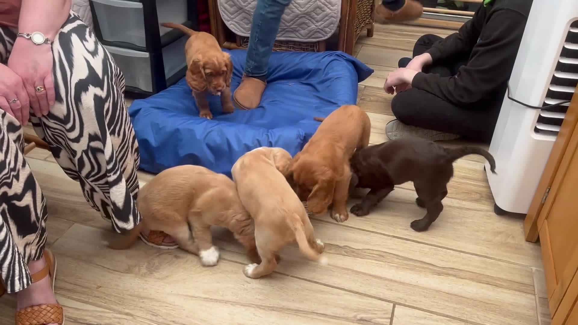 Cocker Spaniel dogs for sale: Health tested cocker spaniel pups - Video 5