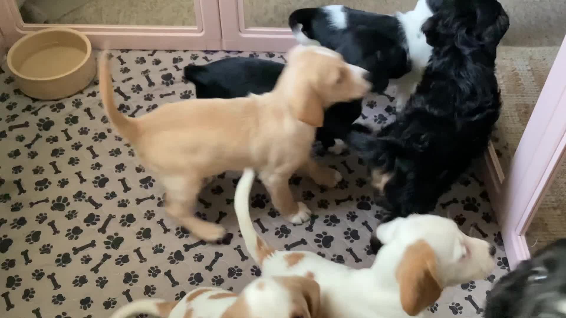 Mixed Breed dogs for sale: 👑 Rare Royal Springhound (Springlier) puppies 👑 in Stockport - Video 1