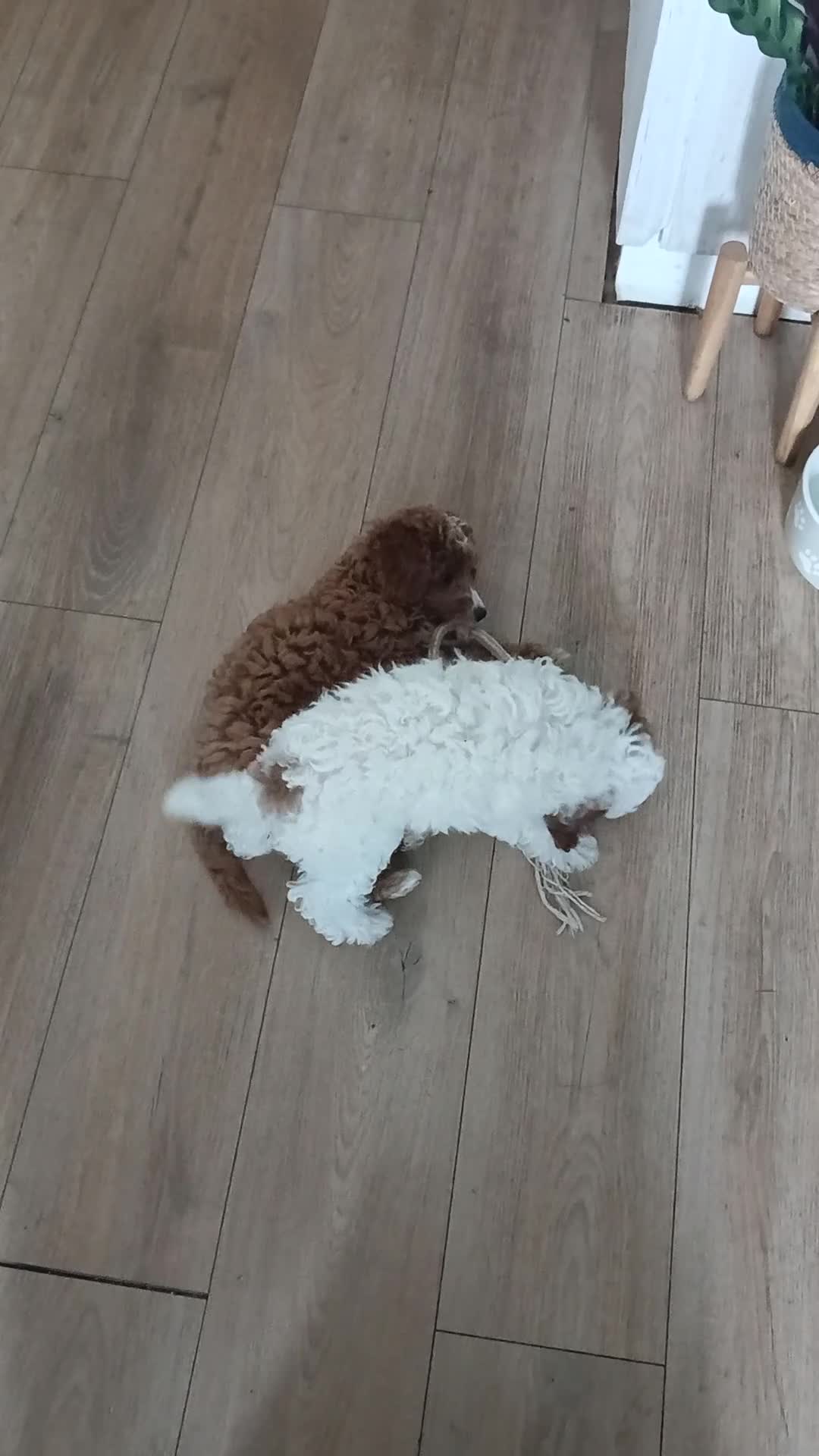 Cavapoo dogs for sale: Reduced..1 truly gorgeous boy left! F1B Cavapoo  - Video 2
