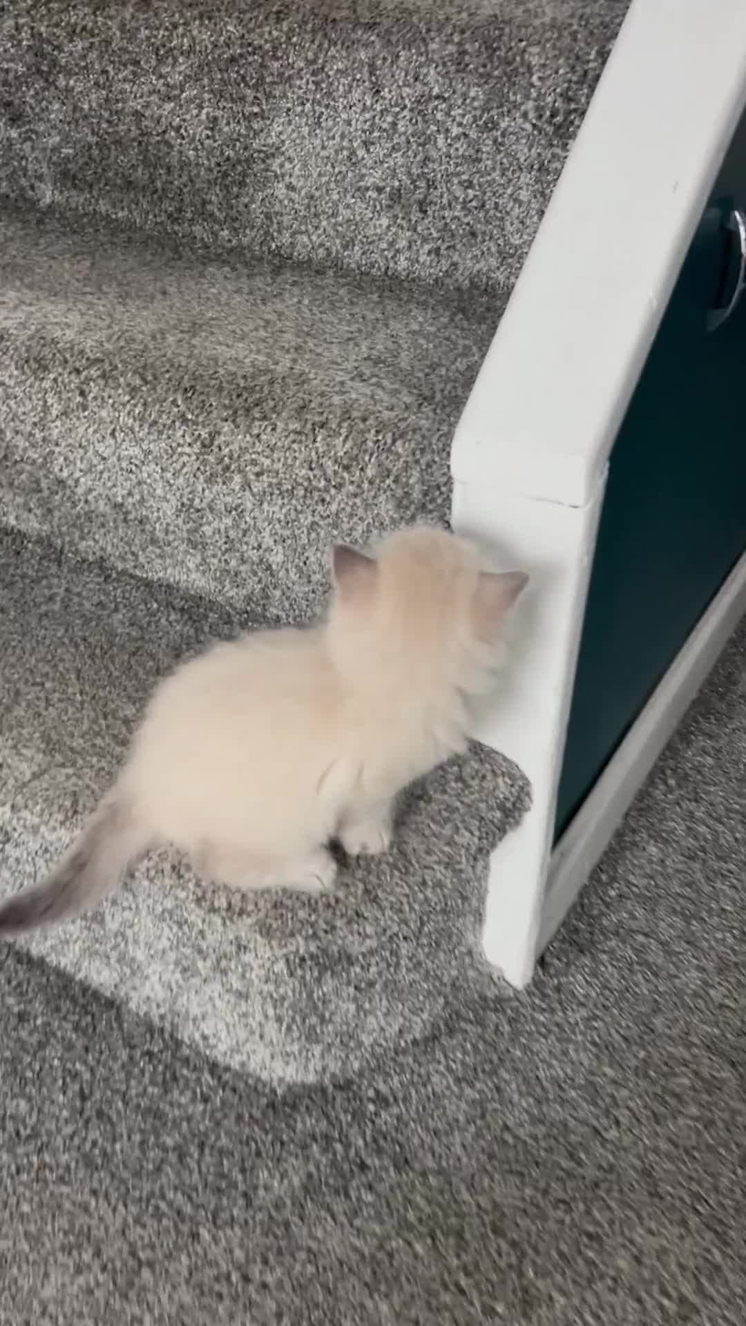 Mixed Breed cats for sale: Gorgeous Ragdoll x British Shorthair Kittens in Solihull - Video 1