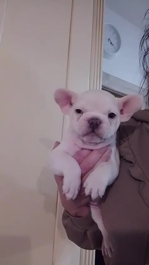 French Bulldog dogs for sale: 😍 Beautiful french bulldog puppies 🥰 - Video 5