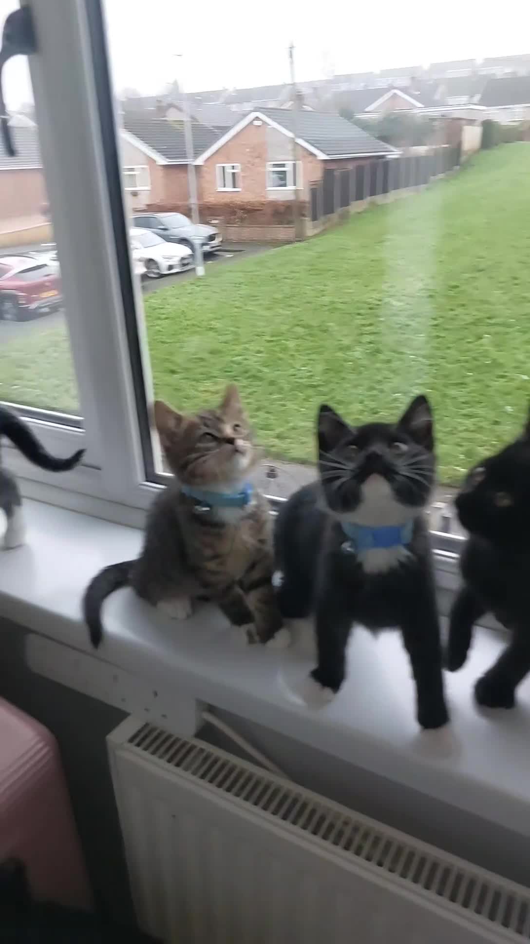 British Shorthair cats for sale: Twelve British short-haired mixed breed - Video 3