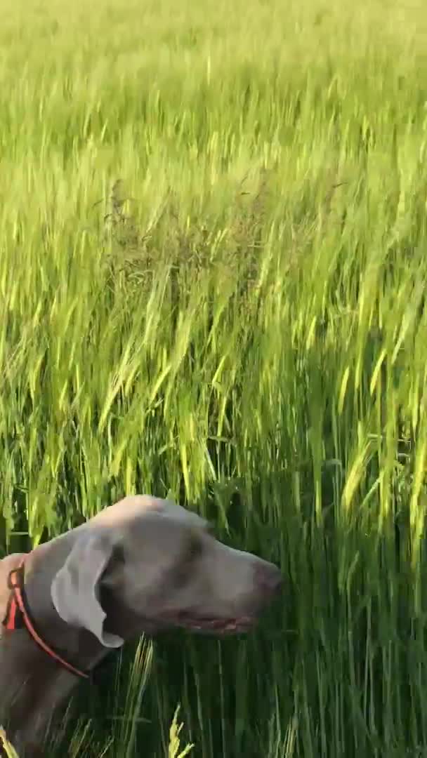 Weimaraner dogs for stud: LongHair Weim.kC Reg & DNA tested.Proven.N/E Scotl in Turriff - Video 5