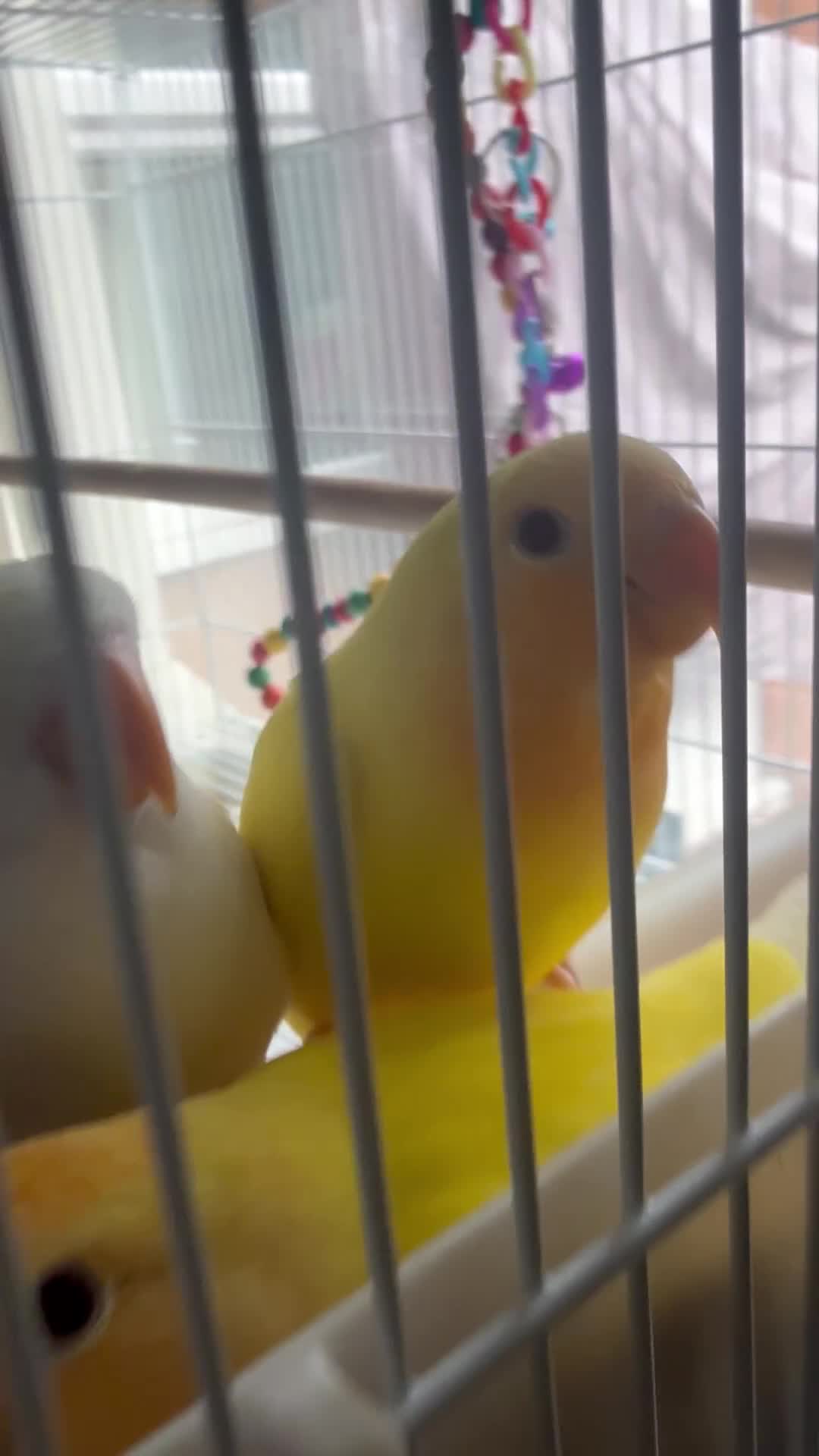 Lovebirds birds for sale: Hand-reared Lovebirds  - Video 1
