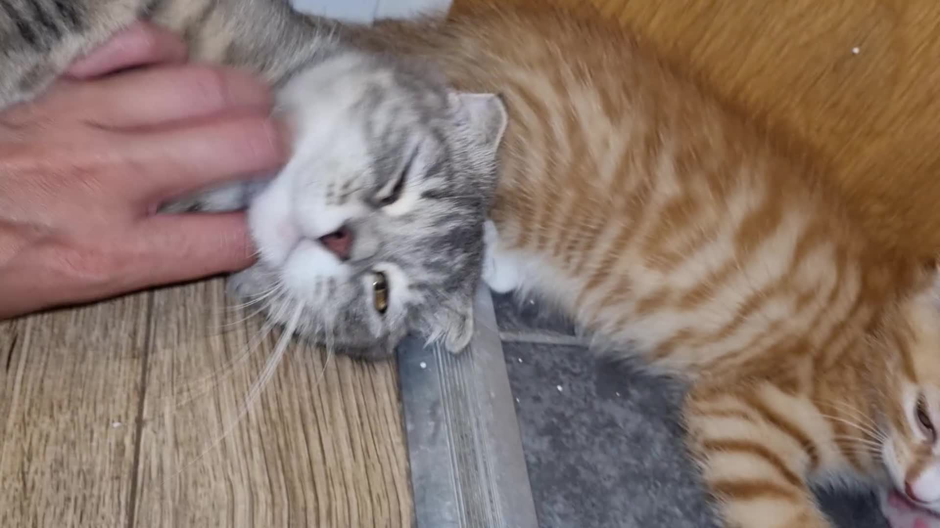 Scottish Fold cats for sale: Female scottish fold for sale  - Video 1