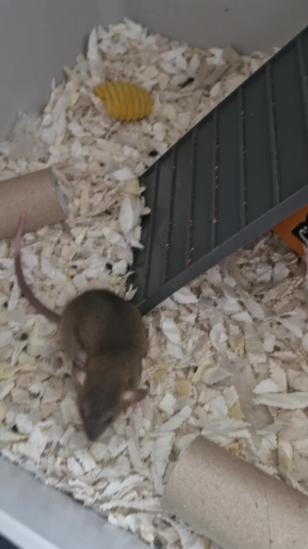 Rat rodents for sale: Baby rats, boys and girls. - Video 1