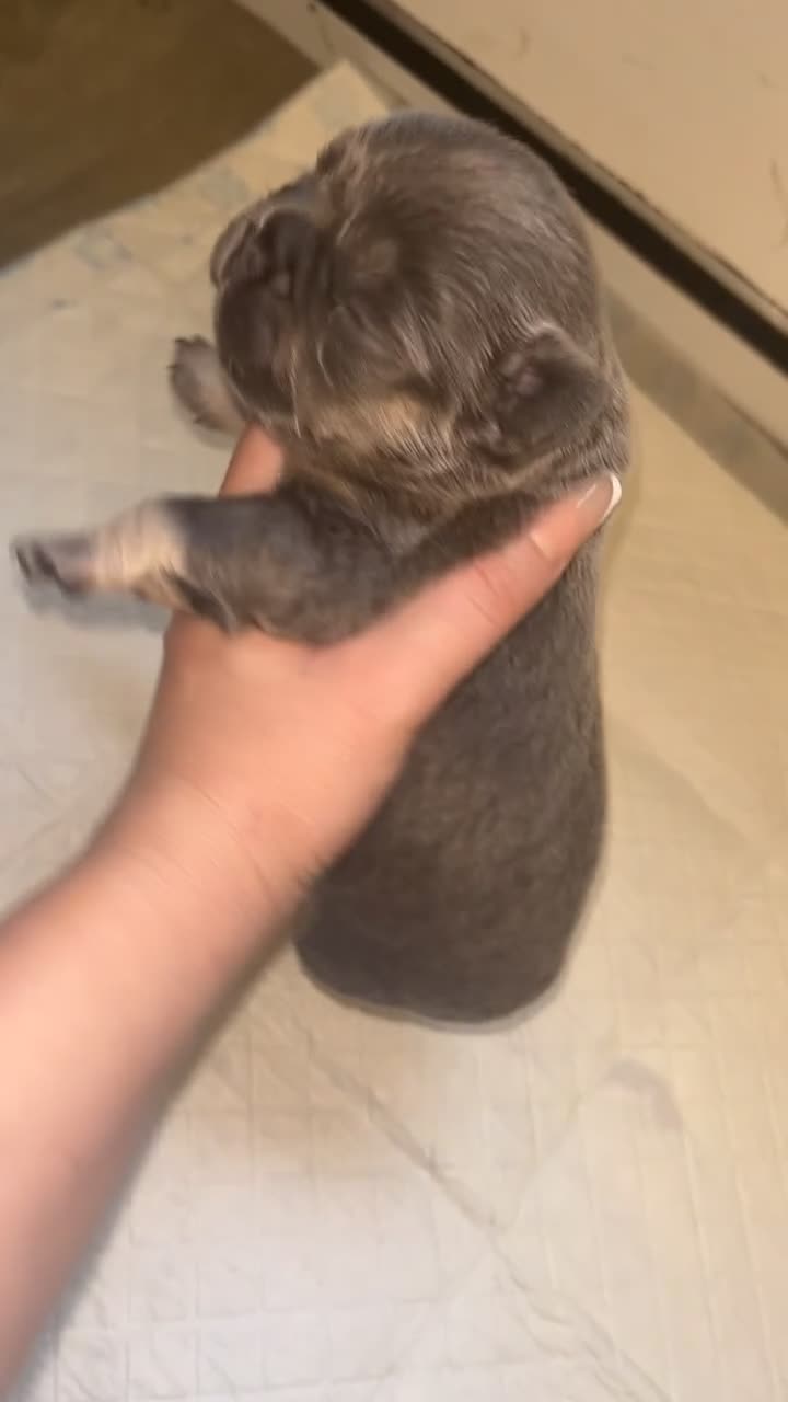 French Bulldog dogs for sale: French bulldogs  - Video 3