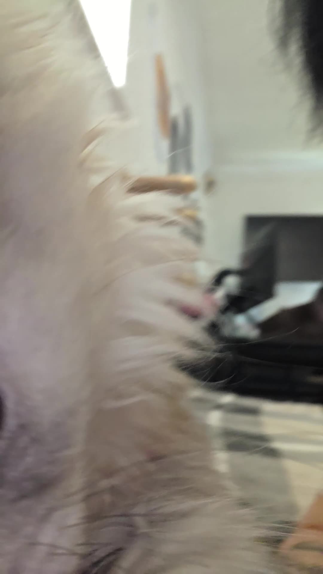 Maine Coon cats for sale: Pure Breed Maine coon kitten - Video 2
