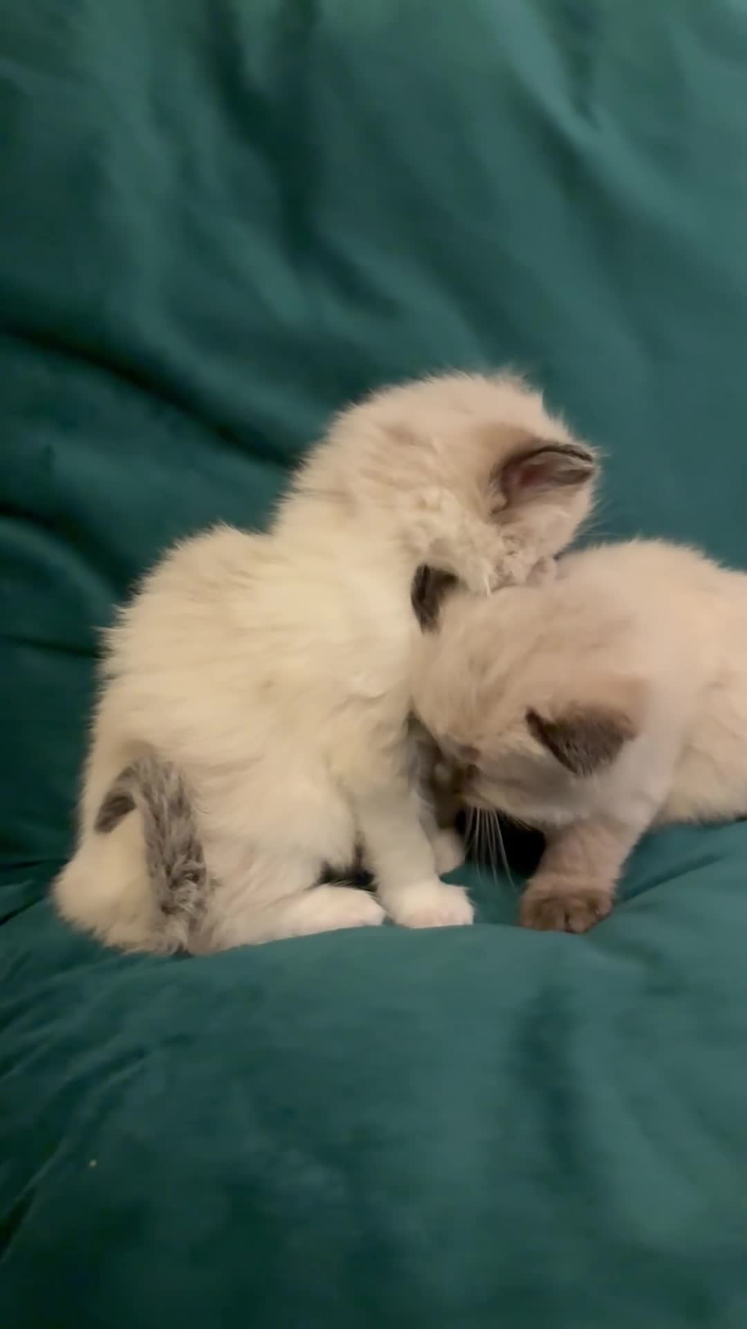 British Shorthair cats for sale: Siamese cross Radoll , kittens FEMALE MALE - Video 2