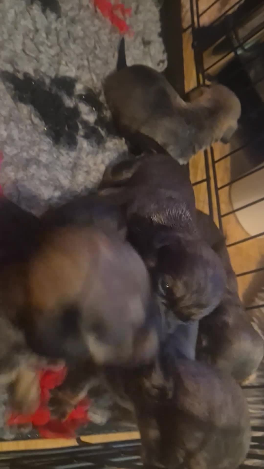 Mixed Breed dogs for sale: Dawg Pups (Dash × pug pups) - Video 2