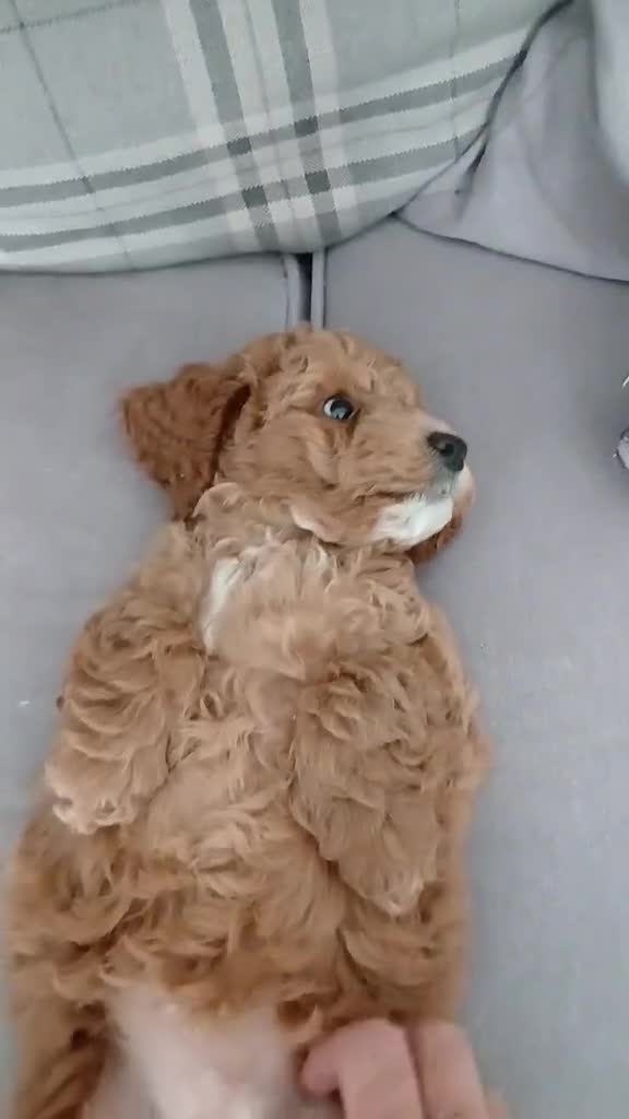 Cockapoo dogs for sale: Five star cockapoo ⭐️ - Video 1