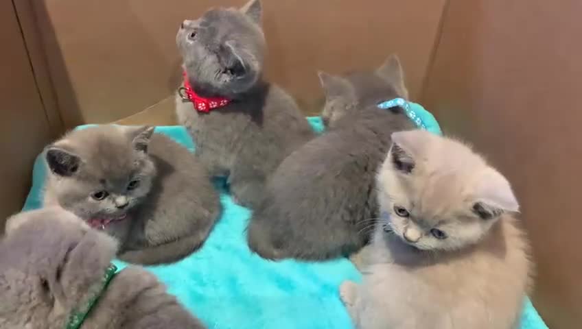 British Shorthair cats for sale: Full Pedigree stunning British Shorthair kittens  - Video 2