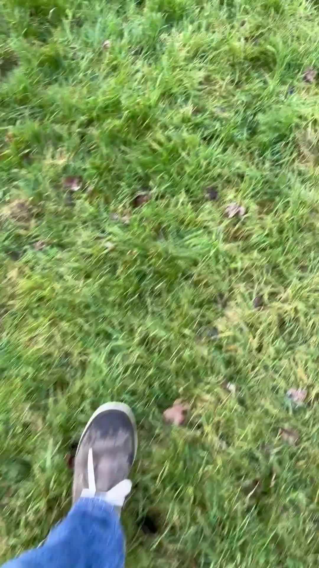 Mixed Breed dogs for sale: Great Dane cross by Golden Retriever  - Video 3