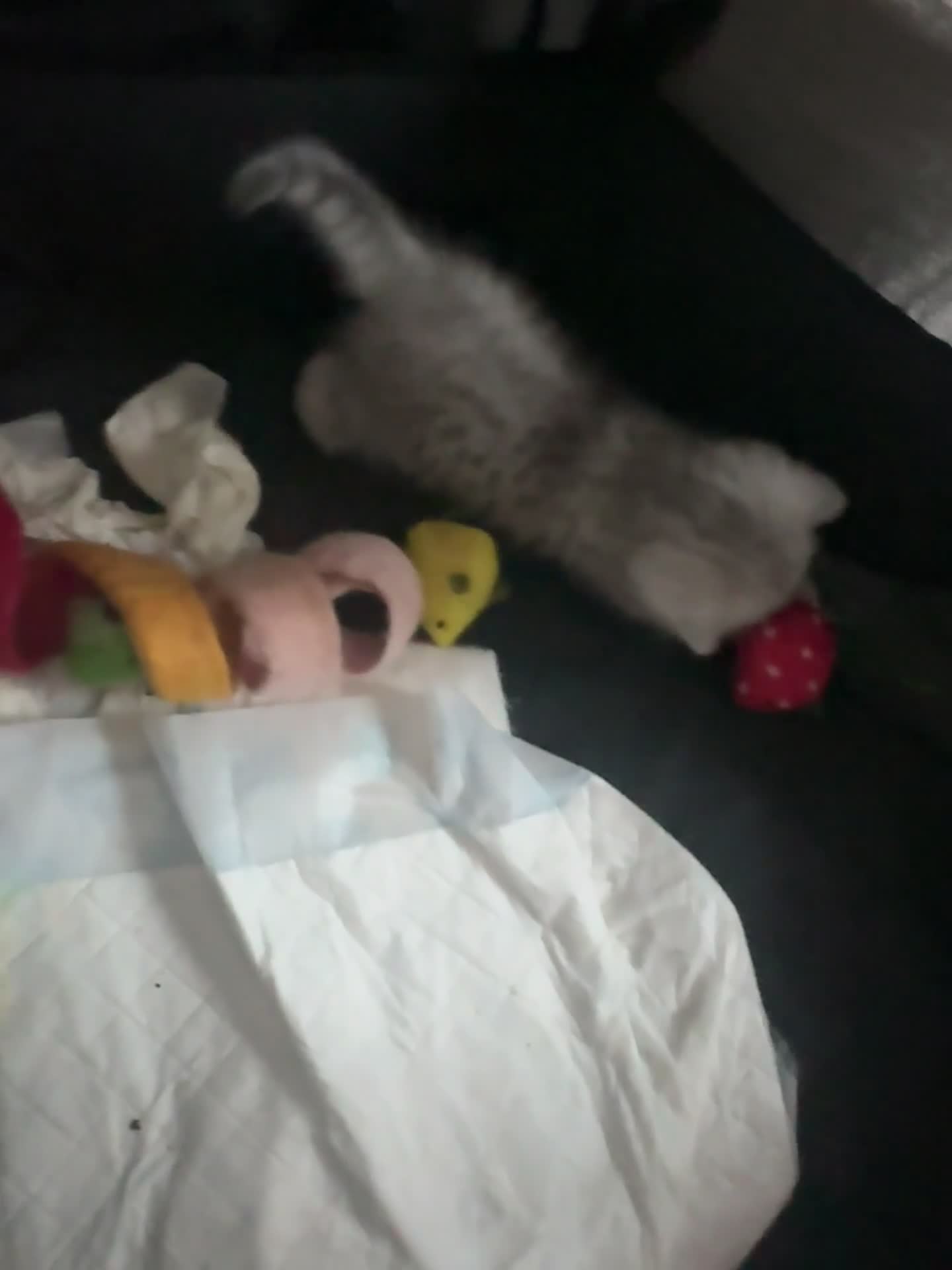 British Shorthair cats for sale: 🐾Gorgeous British shorthair🐾 - Video 2