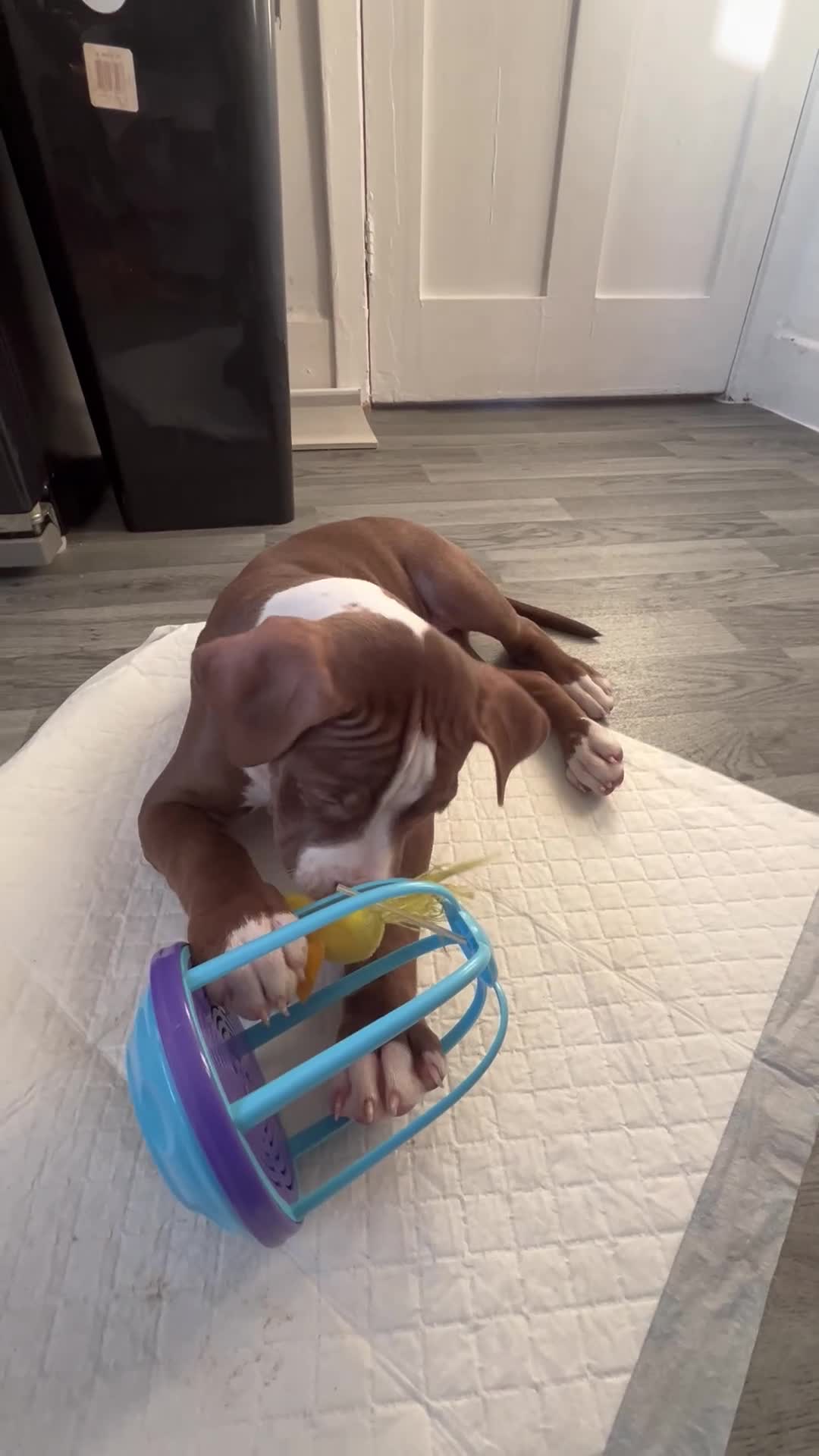 Mixed Breed dogs for sale: Chocolate lexi - Video 1