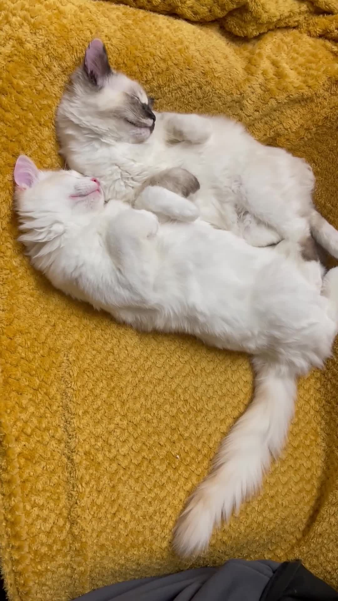 Ragdoll cats for sale: VERY RARE CREAM FLARE BICOLOUR RAGDOLL KITTEN - Video 1