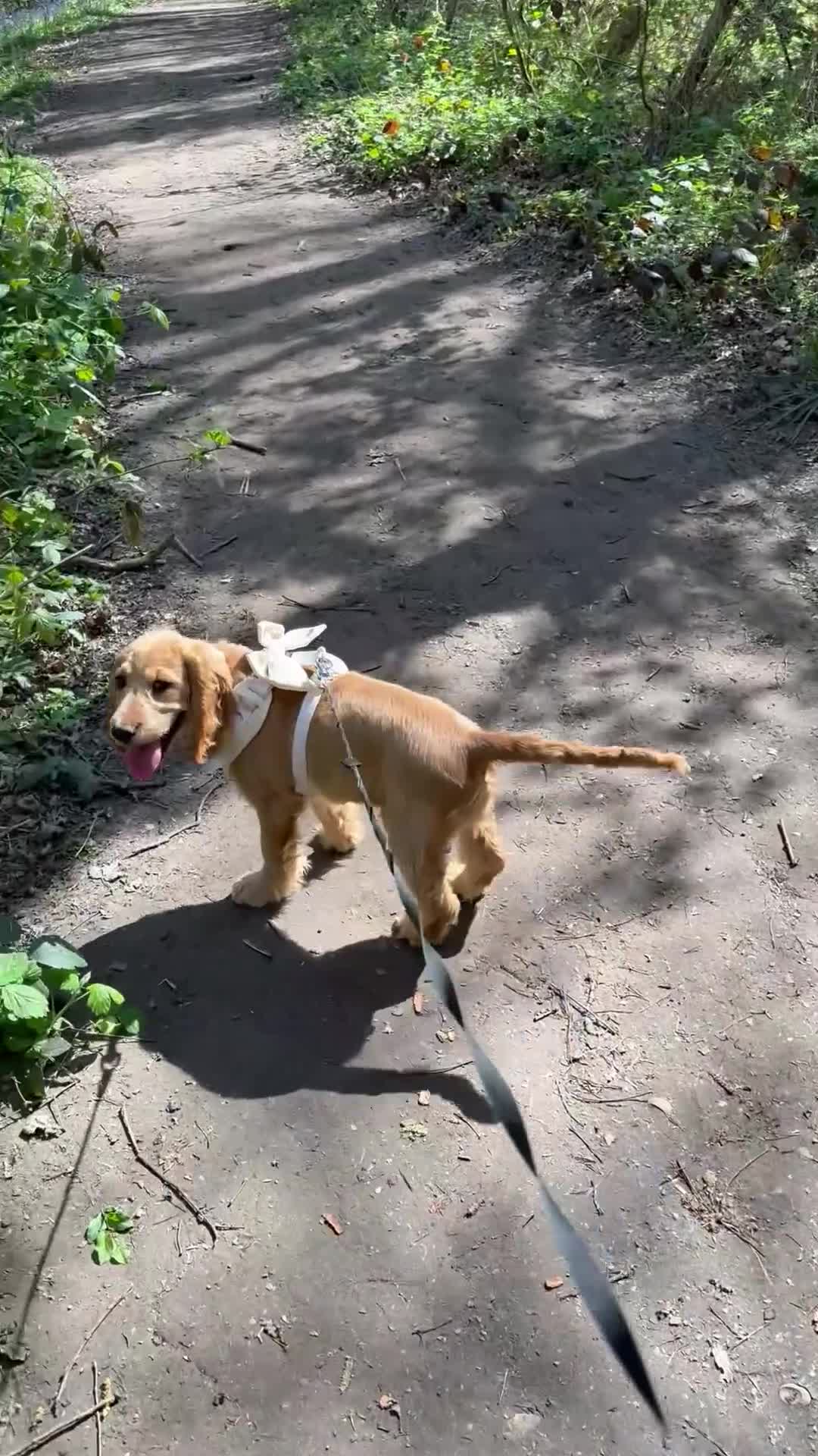 Cocker Spaniel dogs for sale: KC REGISTERED Show cocker spaniel health tested  - Video 1