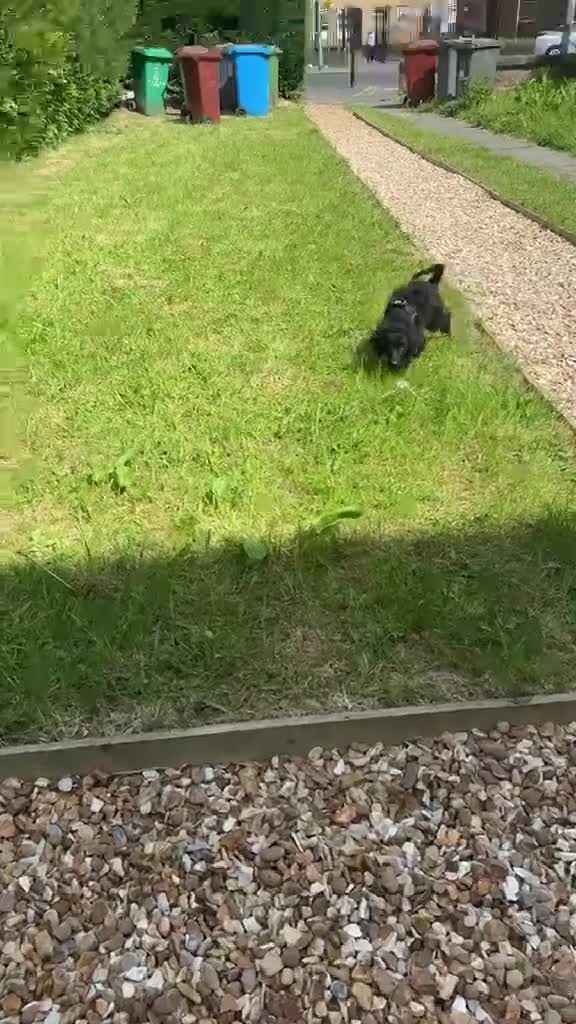 Miniature Poodle dogs for sale: Gordon in Sheffield - Video 2