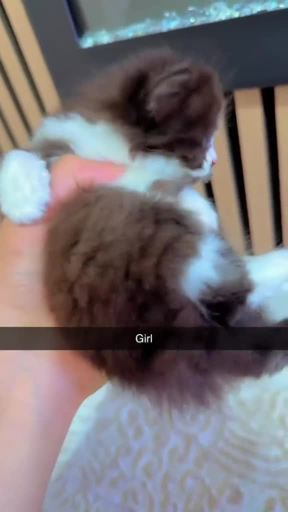Mixed Breed cats for sale: British short hair mixed with british long hair in Sheffield - Video 5