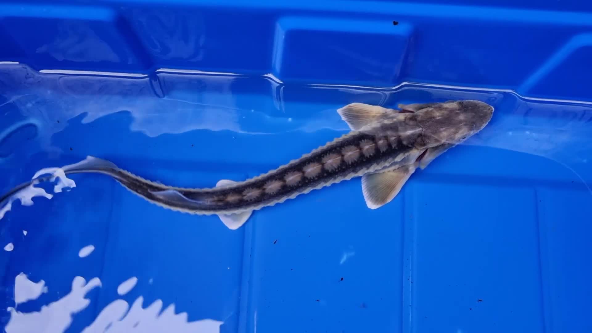 Pond Fish fish for sale: Albino & White Edge Sterlets and Diamond Sturgeon - Video 1