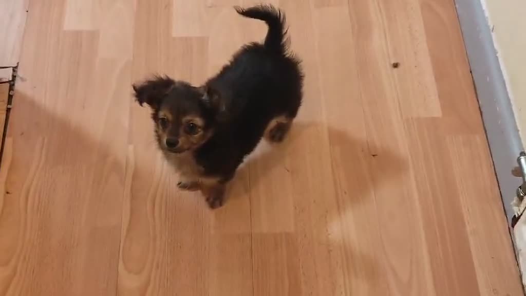 Pomchi dogs for sale: beautiful Pomchi pup - Video 1