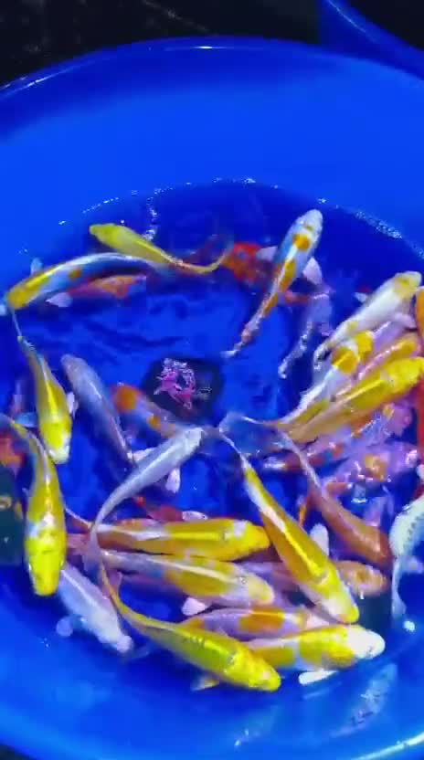 Koi Carp fish for sale: Koi carp - Video 1