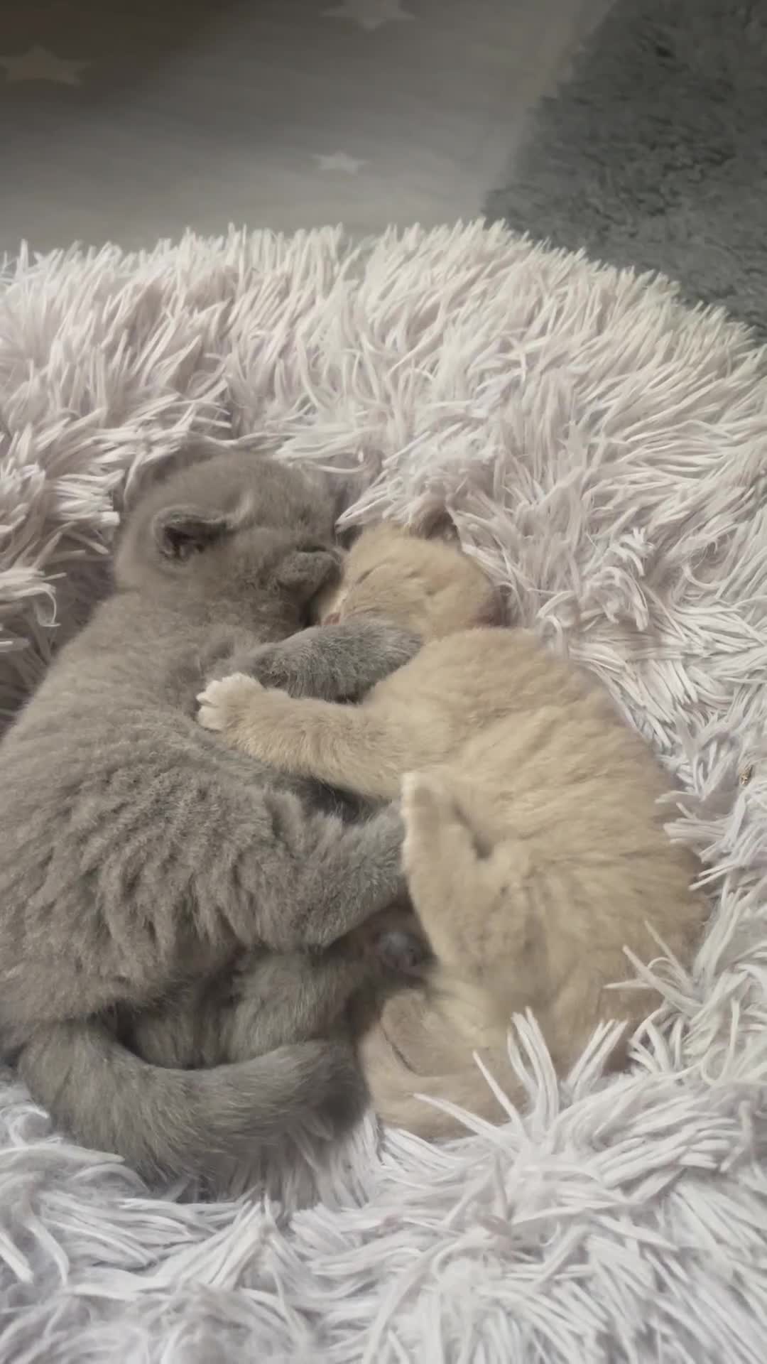 British Shorthair cats for sale: Beautiful, chunky, British shorthair kittens  - Video 1