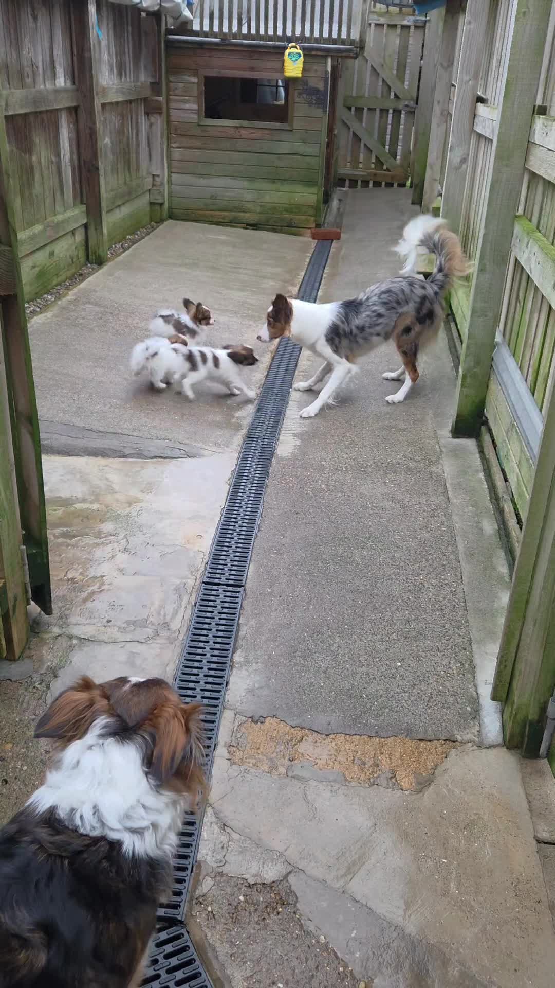 Papillon dogs for sale: Papillon puppy girls - Video 2