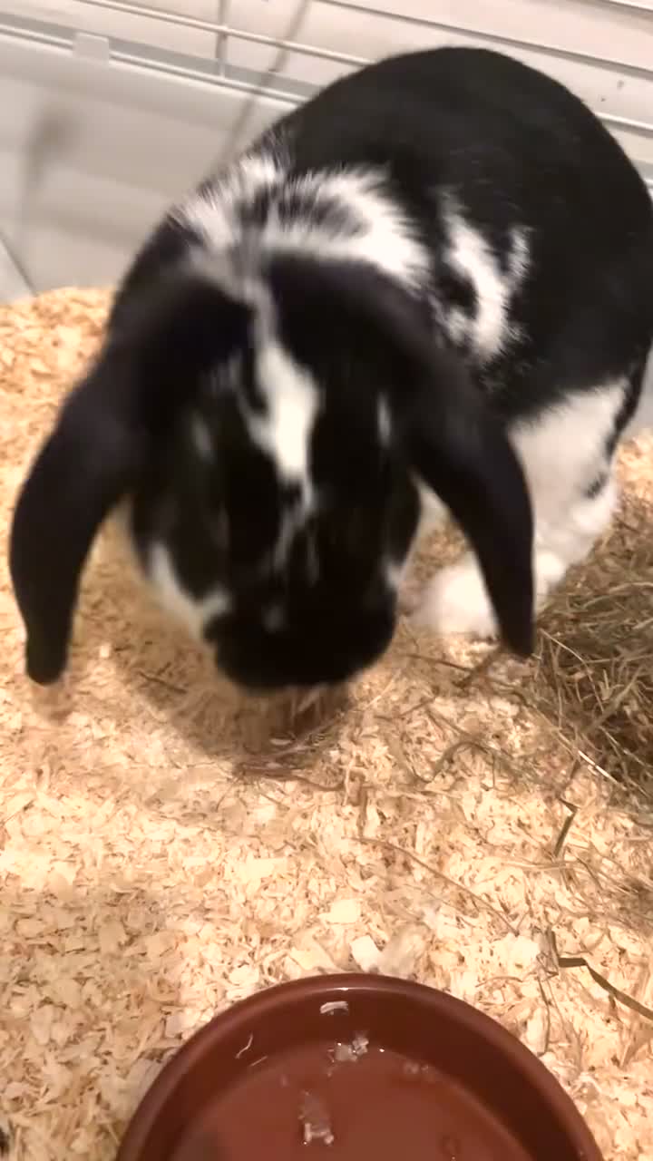 Dutch rabbits for sale: Dutch Lop Rabbit  - Video 2