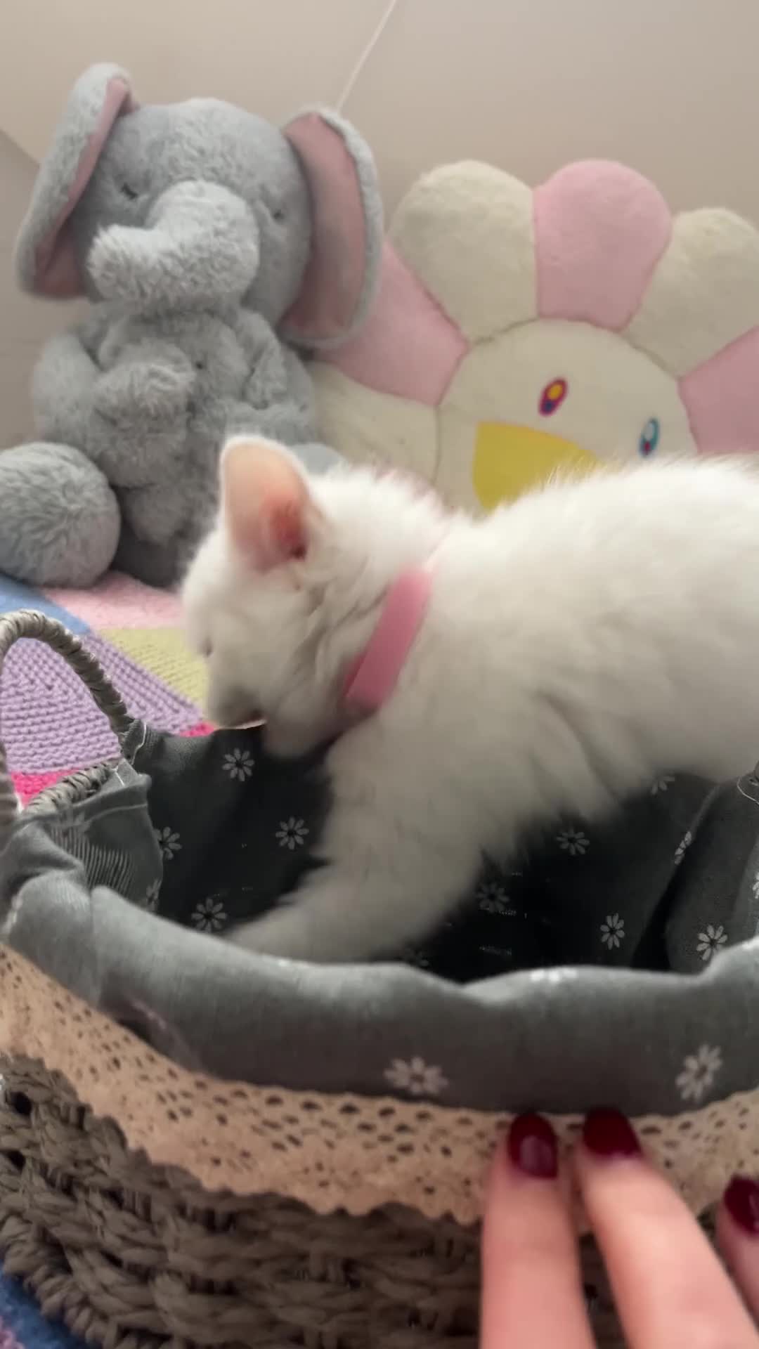 Turkish Angora cats for sale: Turkish Angora Longhair kittens - Video 4