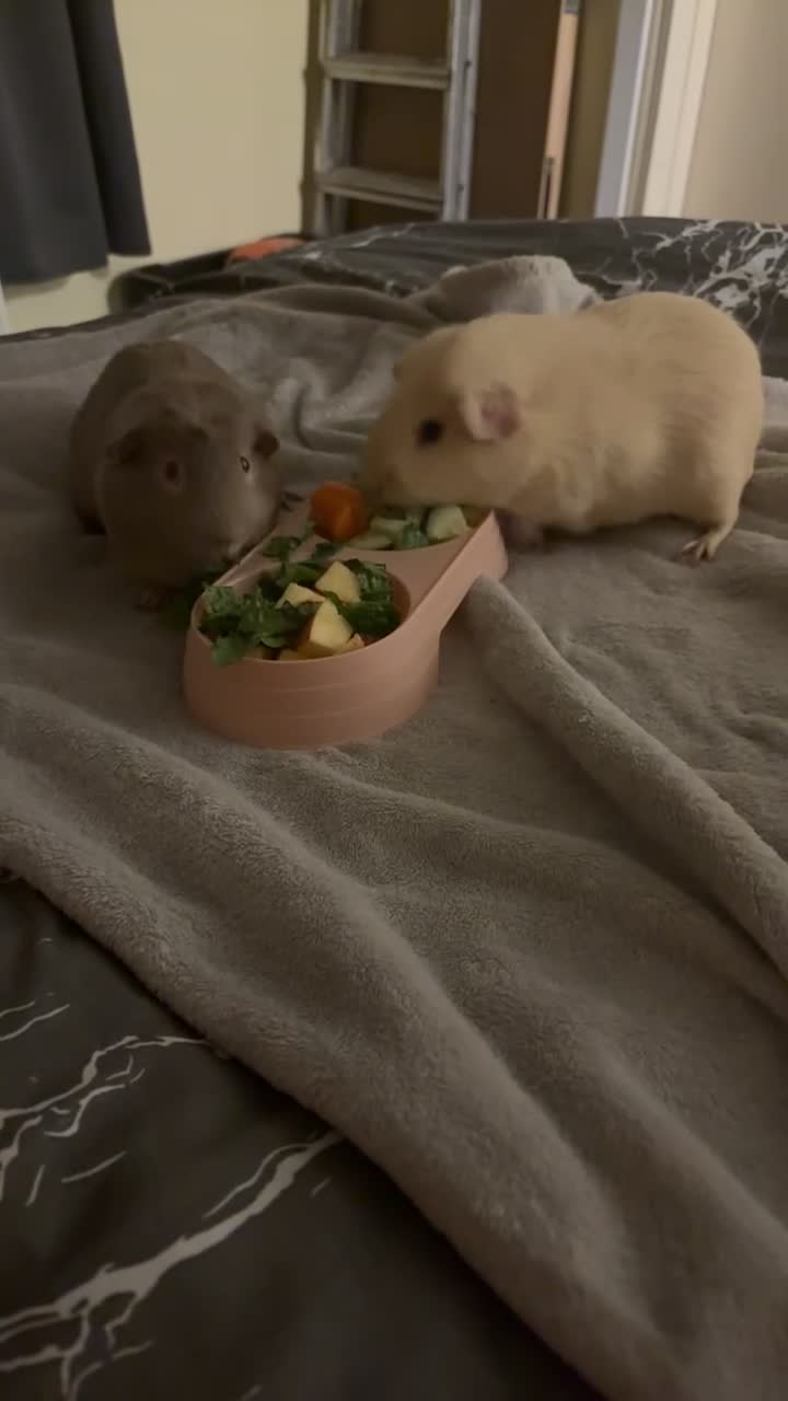 Guinea Pig rodents for sale: Two female guinea pigs - Video 1