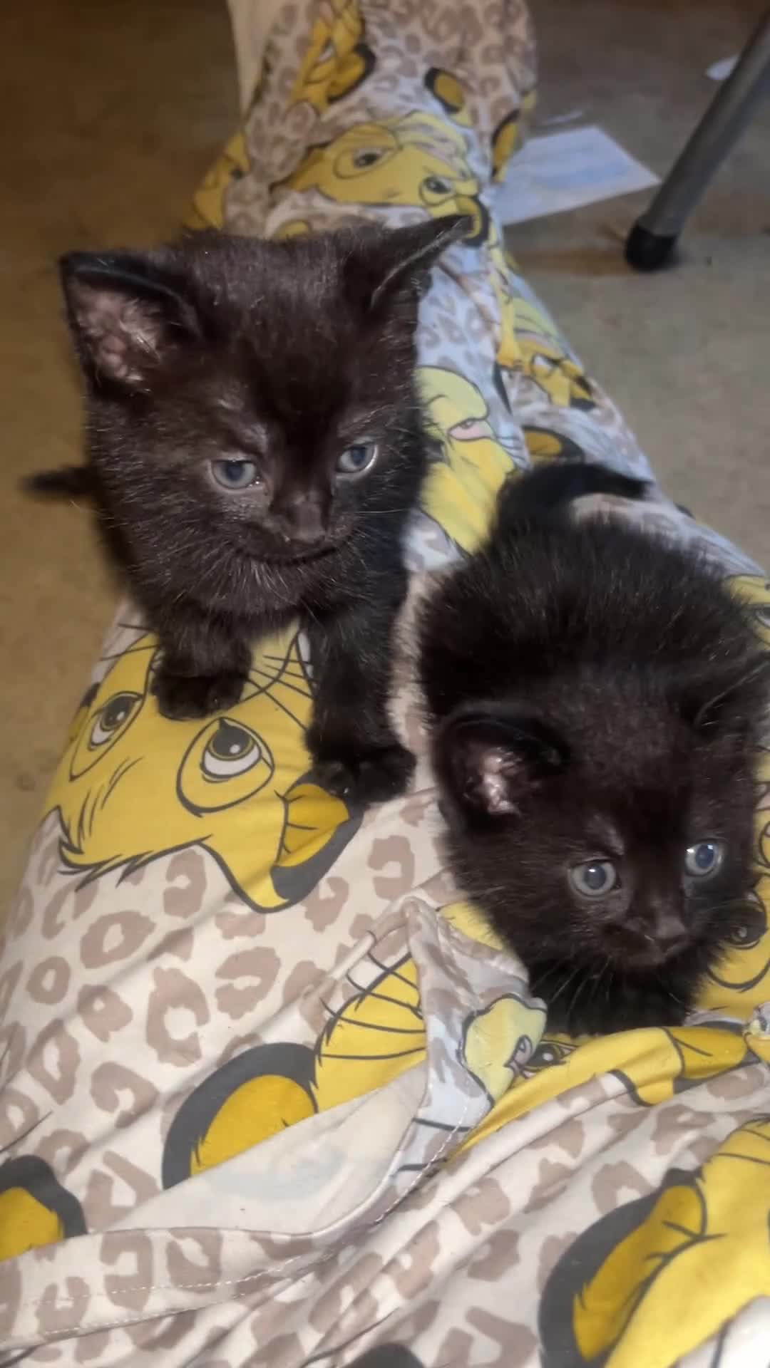 Mixed Breed cats for sale: Kittens for Sale - Video 1