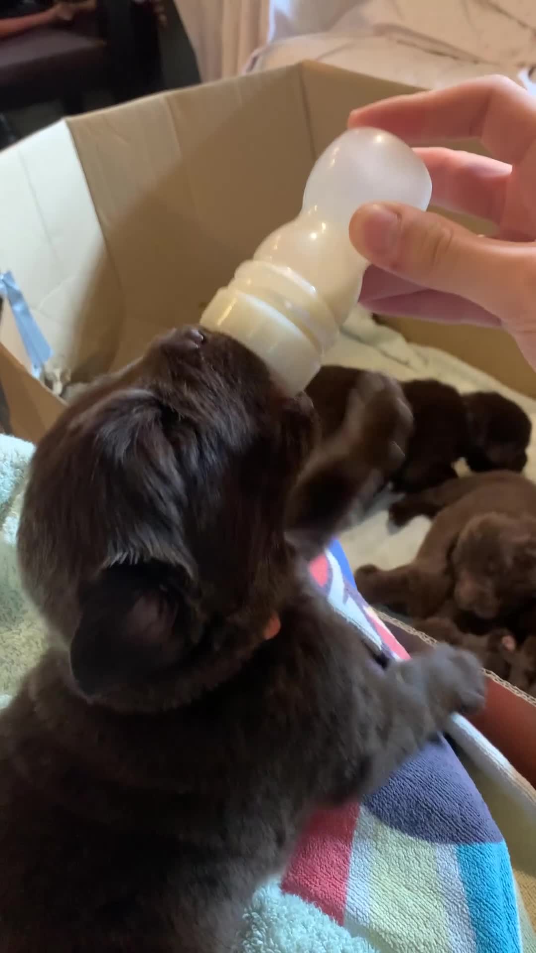 Newfoundland dogs for sale: ✨ Stunning Chocolate Newfoundland Puppies ✨ - Video 1