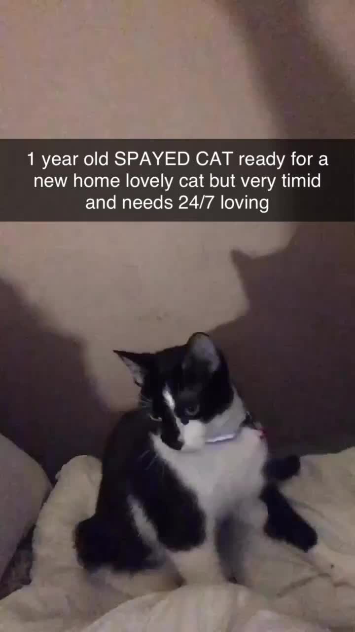 Tibetan cats for sale: Buffy - Video 2