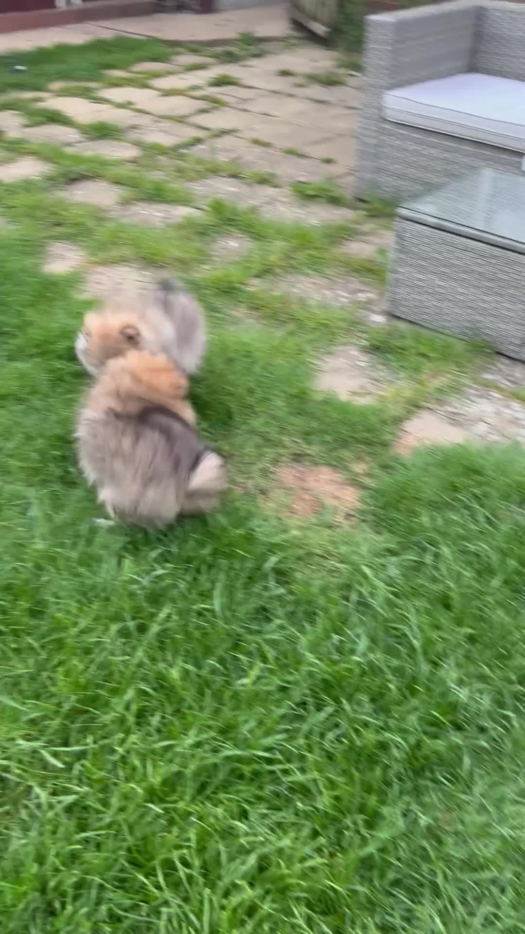 Pomeranian dogs for sale: ❤️ READY NOW! Stunning Pomeranian puppies 🐶❤️ - Video 1