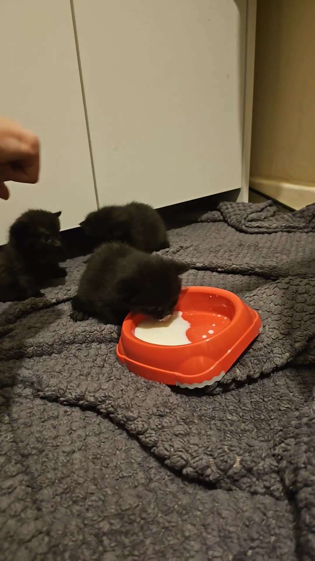 Mixed Breed cats for sale: Kittens  - Video 2