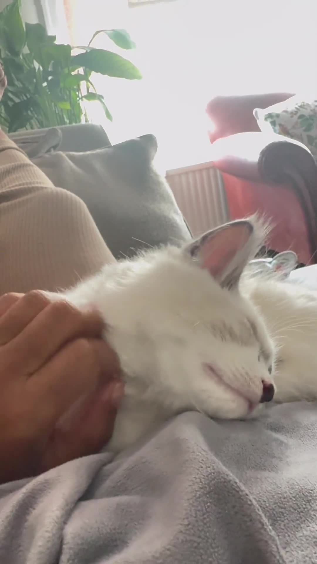 Ragdoll cats for sale: Handsome playful Ragdoll Kitten - Male - Video 2