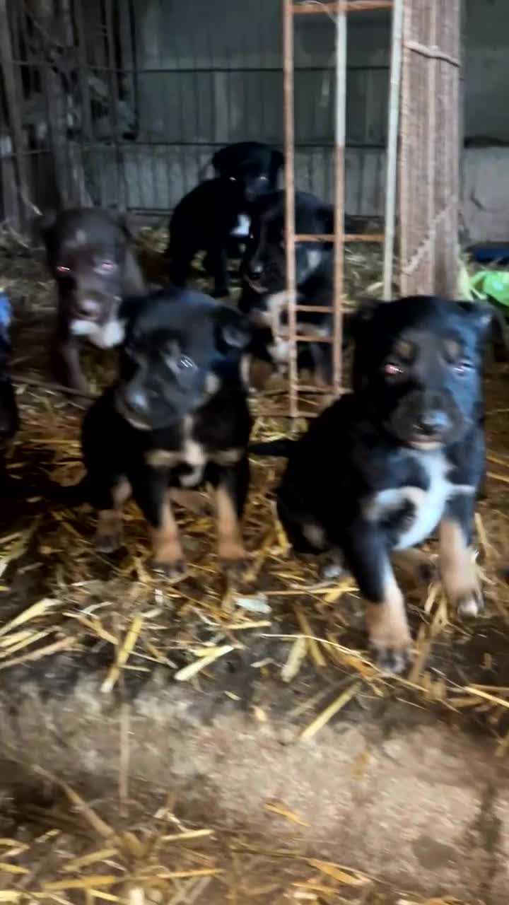 Mixed Breed dogs for sale: Kepie X collie pups for sale!!! - Video 1