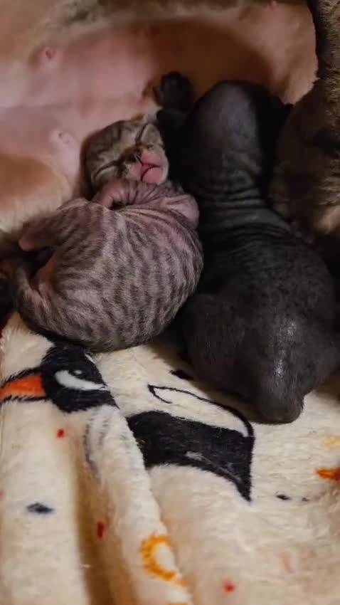 Devon Rex cats for sale: Beautiful Devon Rex Kittens 💛 - Video 1