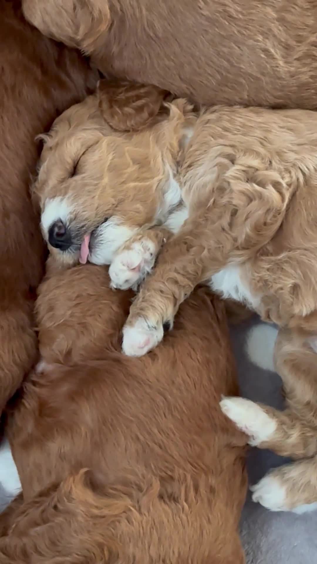 Cavapoochon dogs for sale: Cavapoochon Puppies - Ready 16 October - Video 1