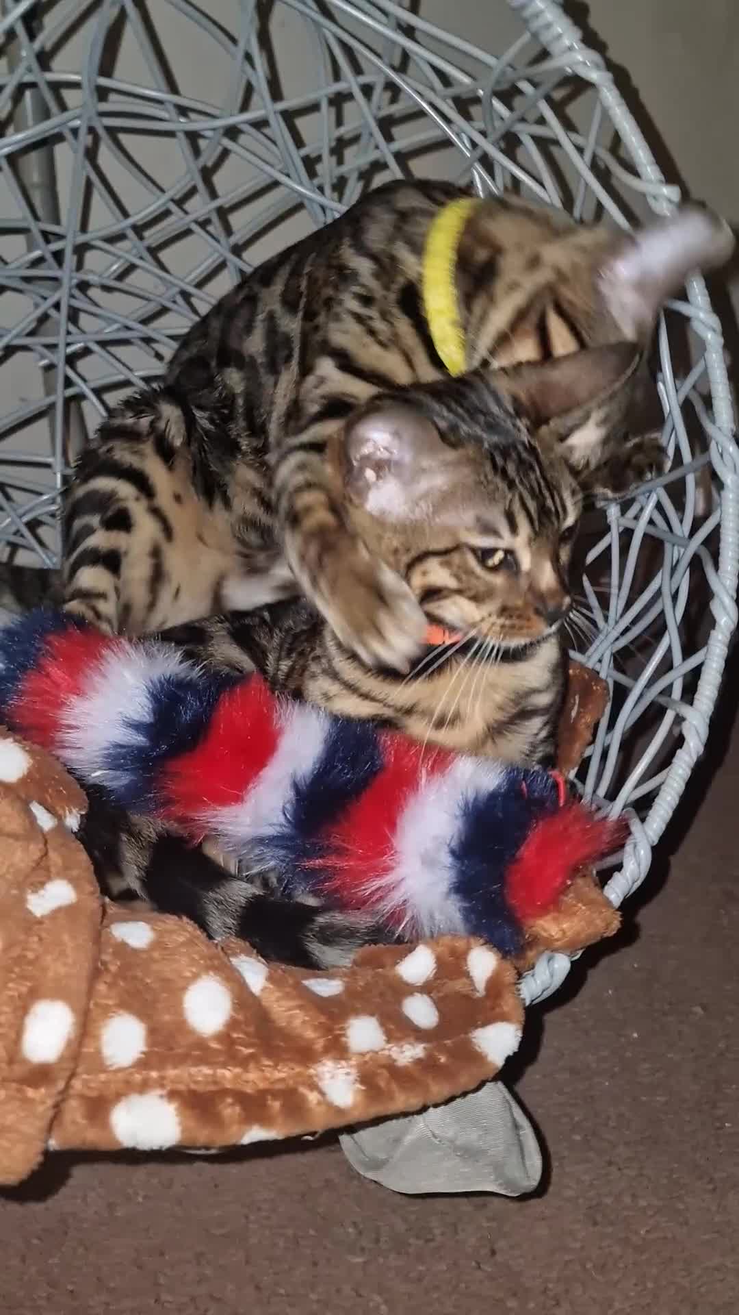 Bengal cats for sale:  🌟 Stunning Bengal Kittens  🌟 🥰🥰 - Video 1