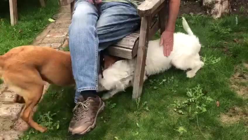 Ibizan Hound dogs for adoption: Babu - Spanish Podenco  in Doncaster - Video 1