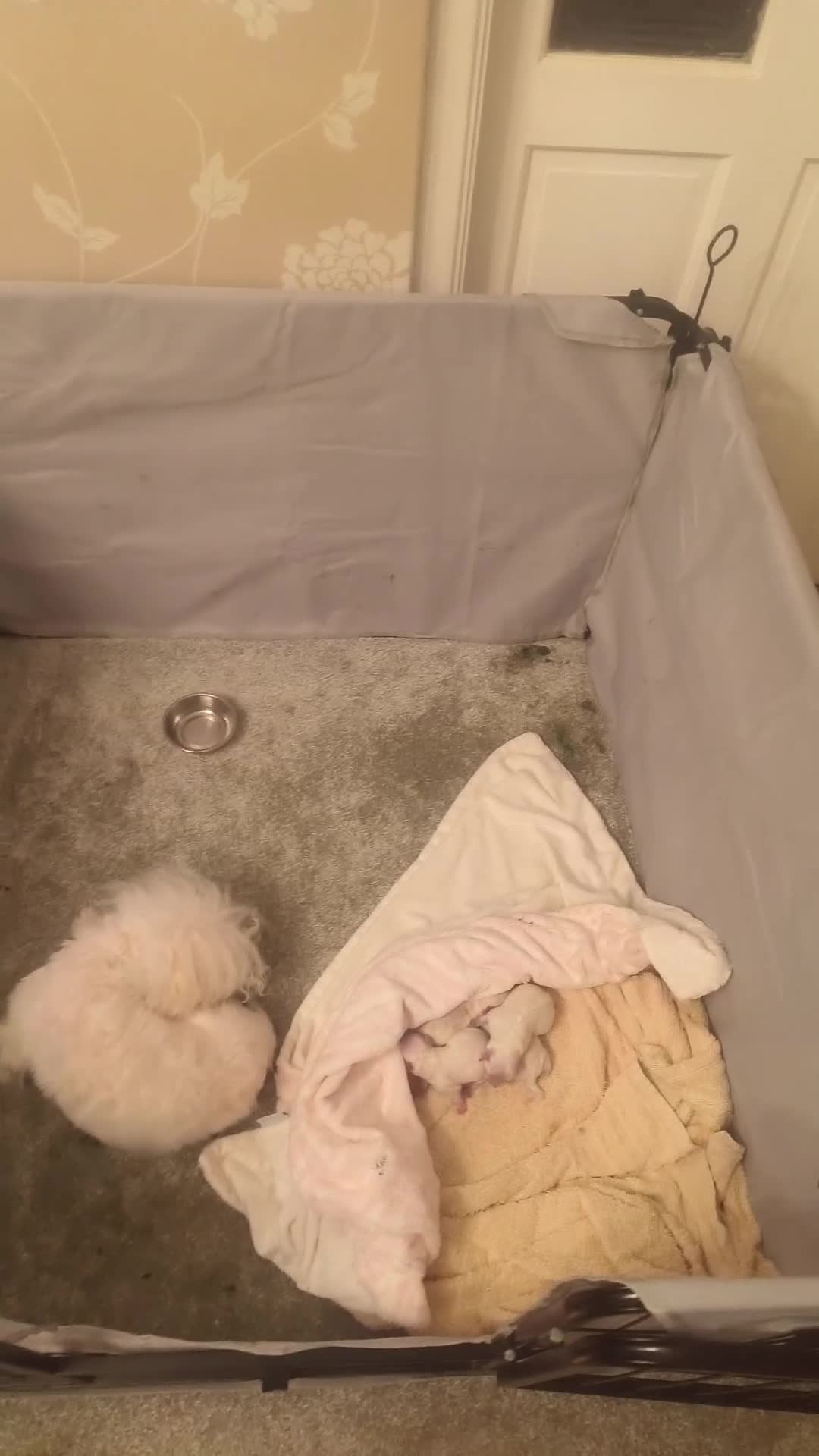 Maltese dogs for sale: 2 female Maltese puppies - Video 3